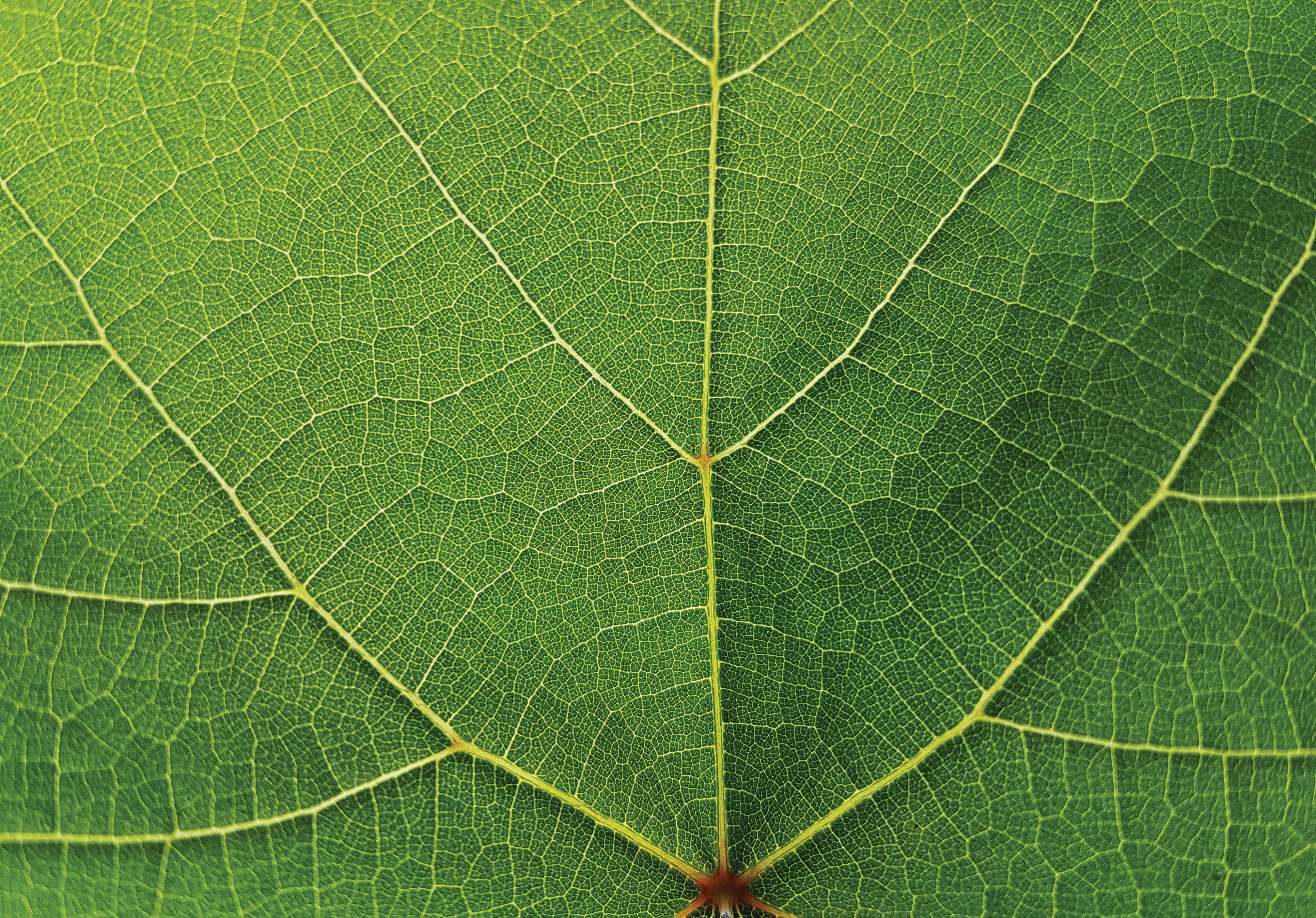 agri_leaf_green_cmyk